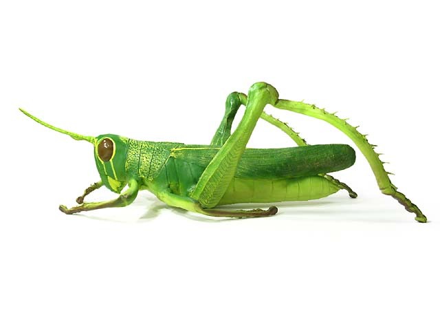 Giant Grasshopper #86136